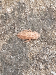 Ledromorpha planirostris