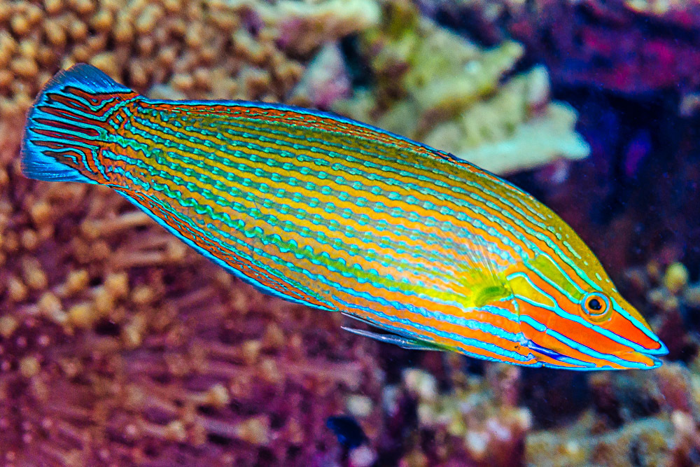Richmond's wrasse (Halichoeres richmondi) — Labridae