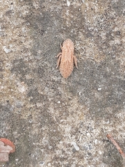 Ledromorpha planirostris