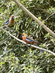 Platycercus elegans adelaidae