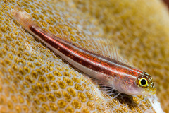 Helcogramma striata