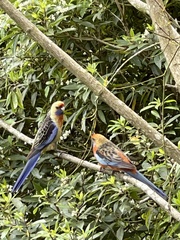 Platycercus elegans adelaidae