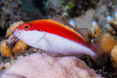 Paracirrhites forsteri