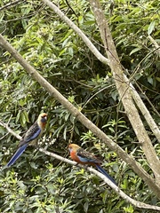 Platycercus elegans adelaidae