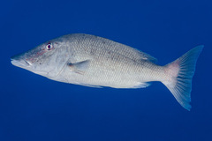 Lethrinus olivaceus