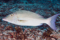 Lethrinus olivaceus