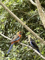 Platycercus elegans adelaidae