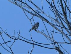 Crithagra atrogularis