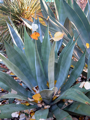 Agave weberi