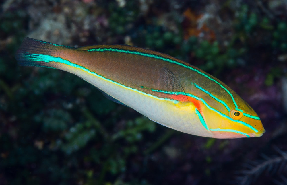 Banda wrasse (Stethojulis bandanensis) — Labridae