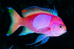 Pseudanthias pleurotaenia