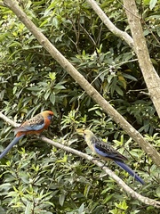 Platycercus elegans adelaidae