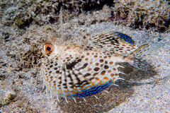 Dactyloptena orientalis