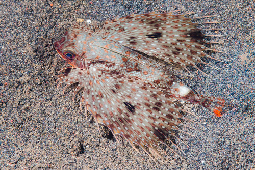 Flying gurnard (Dactyloptena macracantha) — Dactylopteridae — 4