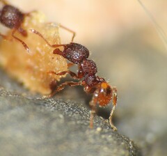 Pheidole longiceps doddi