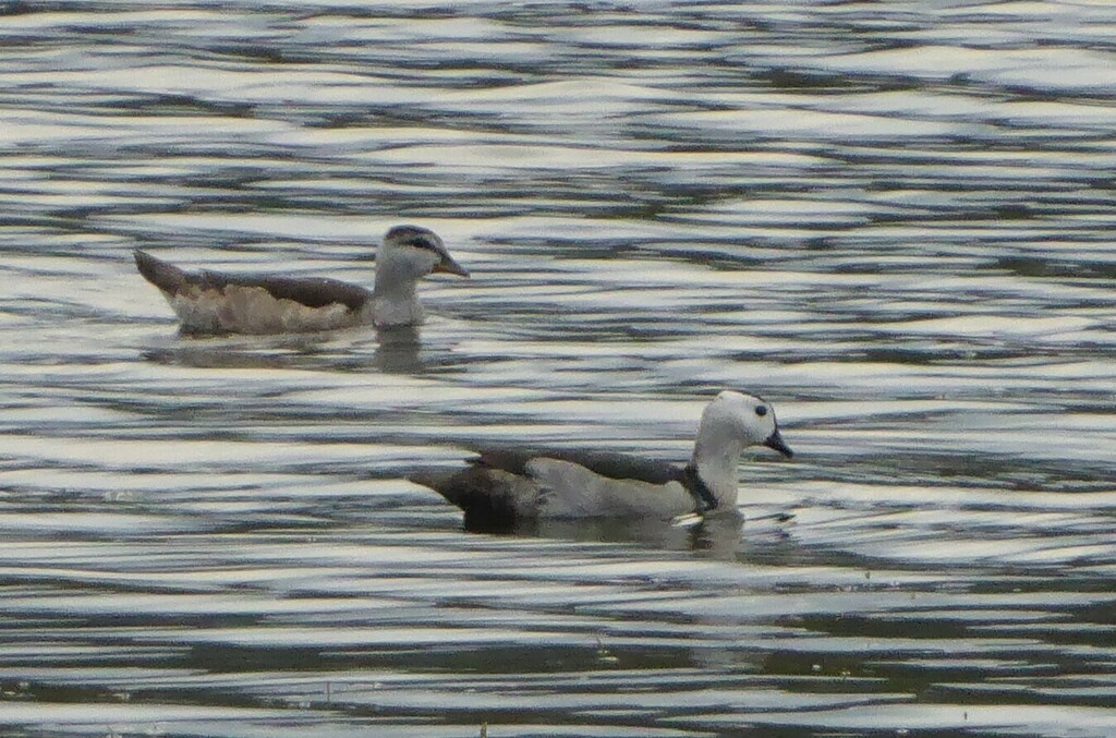 Cotton Pygmy-Goose from Kiamba QLD 4560, Australia on September 15 ...