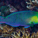 Greensnout Parrotfish - Photo (c) François Libert, some rights reserved (CC BY-NC-SA), uploaded by François Libert