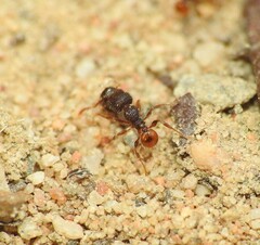 Pheidole longiceps doddi