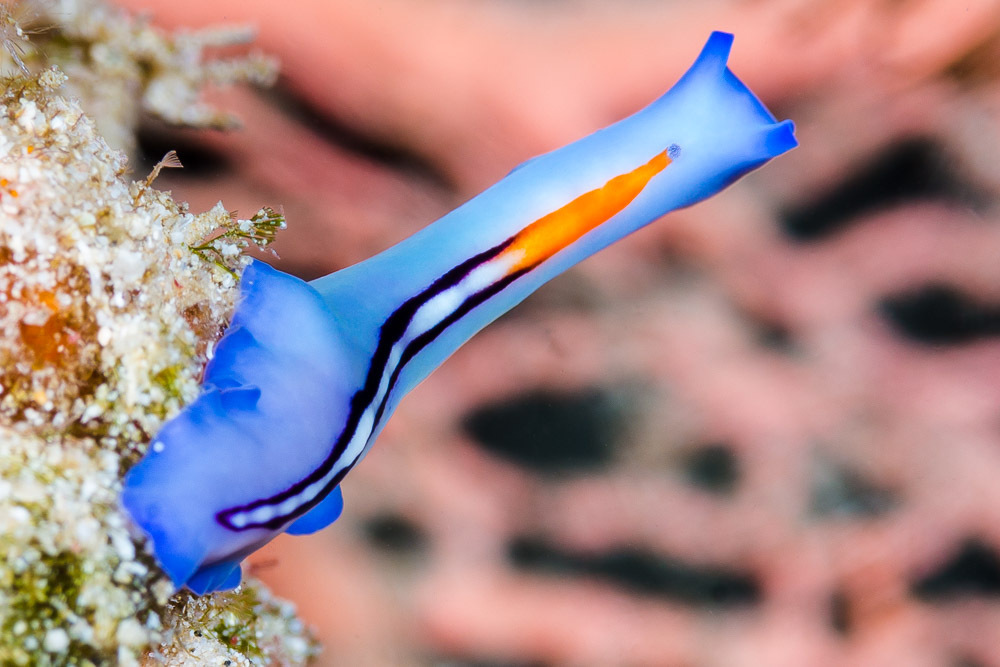 Racing Stripe Flatworm