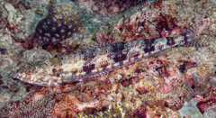 Variegated Lizardfish photo 5