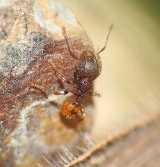 Pheidole longiceps doddi