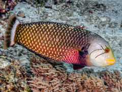 Novaculichthys taeniourus