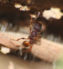 Pheidole longiceps doddi