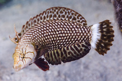 Novaculichthys taeniourus