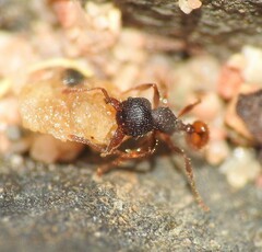 Pheidole longiceps doddi