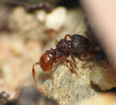 Pheidole longiceps doddi