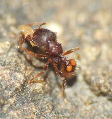 Pheidole longiceps doddi