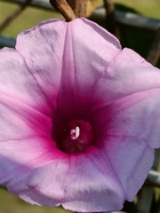 Ipomoea bolusiana