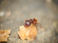 Pheidole longiceps doddi