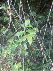 Heteromorpha arborescens abyssinica