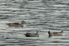 Nettapus coromandelianus