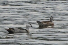 Nettapus coromandelianus