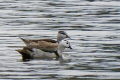 Nettapus coromandelianus