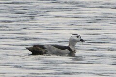 Nettapus coromandelianus