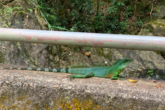 Physignathus cocincinus