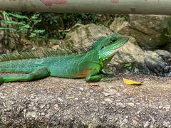 Physignathus cocincinus