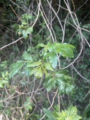 Heteromorpha arborescens abyssinica