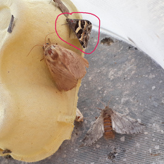 Grammodes stolida