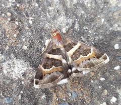 Grammodes stolida
