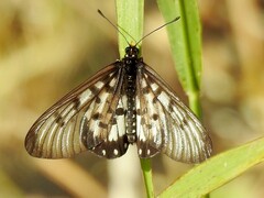 Acraea andromacha