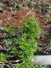 Tagetes minuta