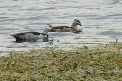 Nettapus coromandelianus