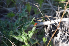 Pyrochroa serraticornis