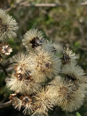 Gymnanthemum amygdalinum