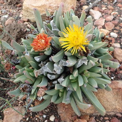 Machairophyllum albidum