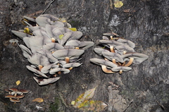 Fungi